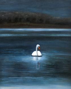 Magnifique cygne