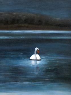 Magnifique cygne