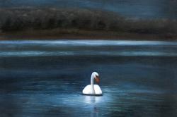 Magnifique cygne