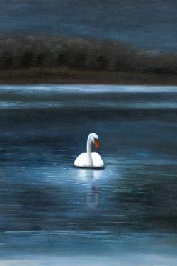 Magnifique cygne