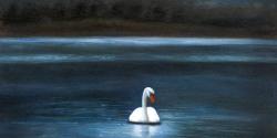 Magnifique cygne