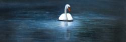 Magnifique cygne