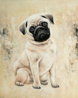 Small pug dog