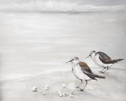 Deux oiseaux bécasseau