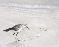 Semipalmated sandpiper