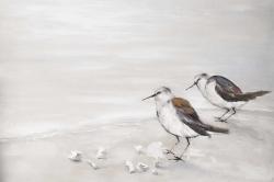 Deux oiseaux bécasseau