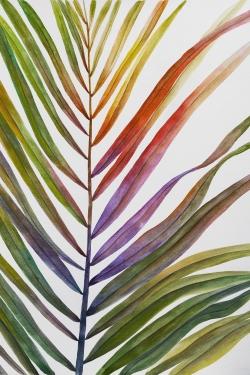 Feuille de palmier tropical