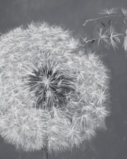 Blowing dandelion