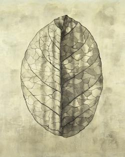 Translucent