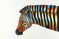 Colorful zebra