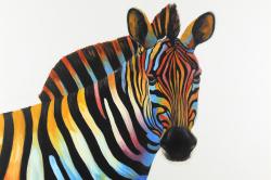 Colorful profile view of a zebra