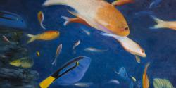 Colorful fish under the sea