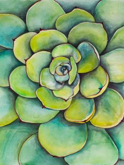 Succulent à l'aquarelle