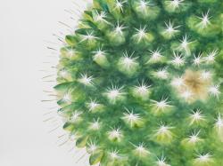 Mini cactus à l'aquarelle