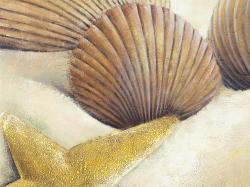 Vue d'une étoile de mer et de coquillages sur la plage
