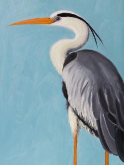 Grey heron