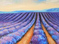 Lavender fields