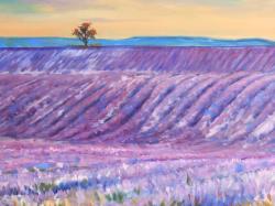 Landscape of a field of lavender