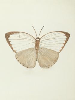 Papillons sépia