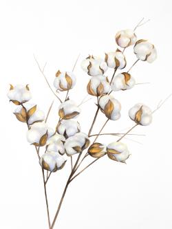 A branch of cotton flowers