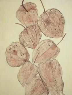 Closed ground cherries