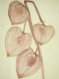 Cerises de terre grandissantes