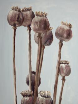 Plantes à tête de pavot sépia
