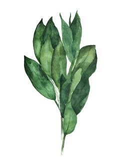 Bouquet de feuilles de laurier