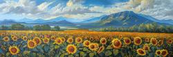Sunflower field