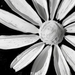 Fleur désaturée