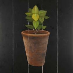 Plant of bay leaves