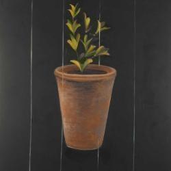 Plant of marjolaine