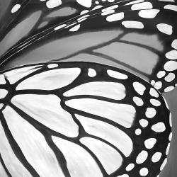 Butterfly wings closeup