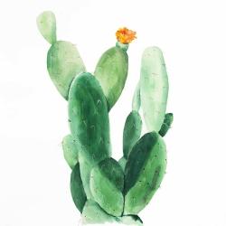 Cactus en fleuraison