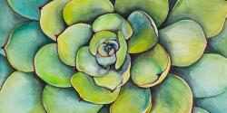Succulent à l'aquarelle