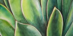 Plante d'agave à l'aquarelle