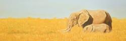 éléphant et son tout petit