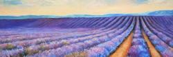 Lavender fields