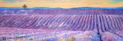 Landscape of a field of lavender