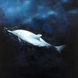 Swimming dolphin
