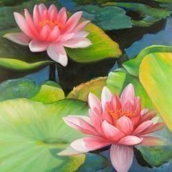 Water lilies and lotus flowers