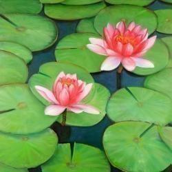 Fleurs de lotus dans un marais