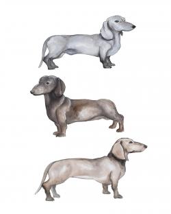 Chiens teckel
