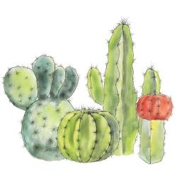 Rassemblement de petits cactus