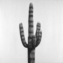 Large cactus