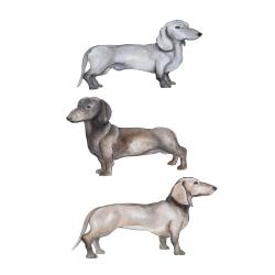 Dachshund dogs