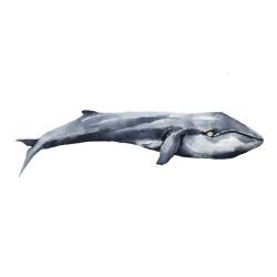 Watercolor whale