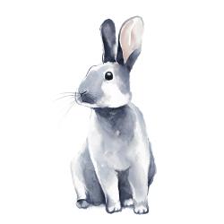 Gray curious rabbit