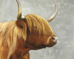 Beautiful higland cattle