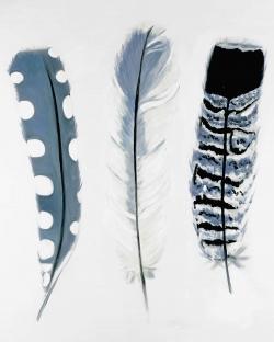 Plumes bleues délicates
